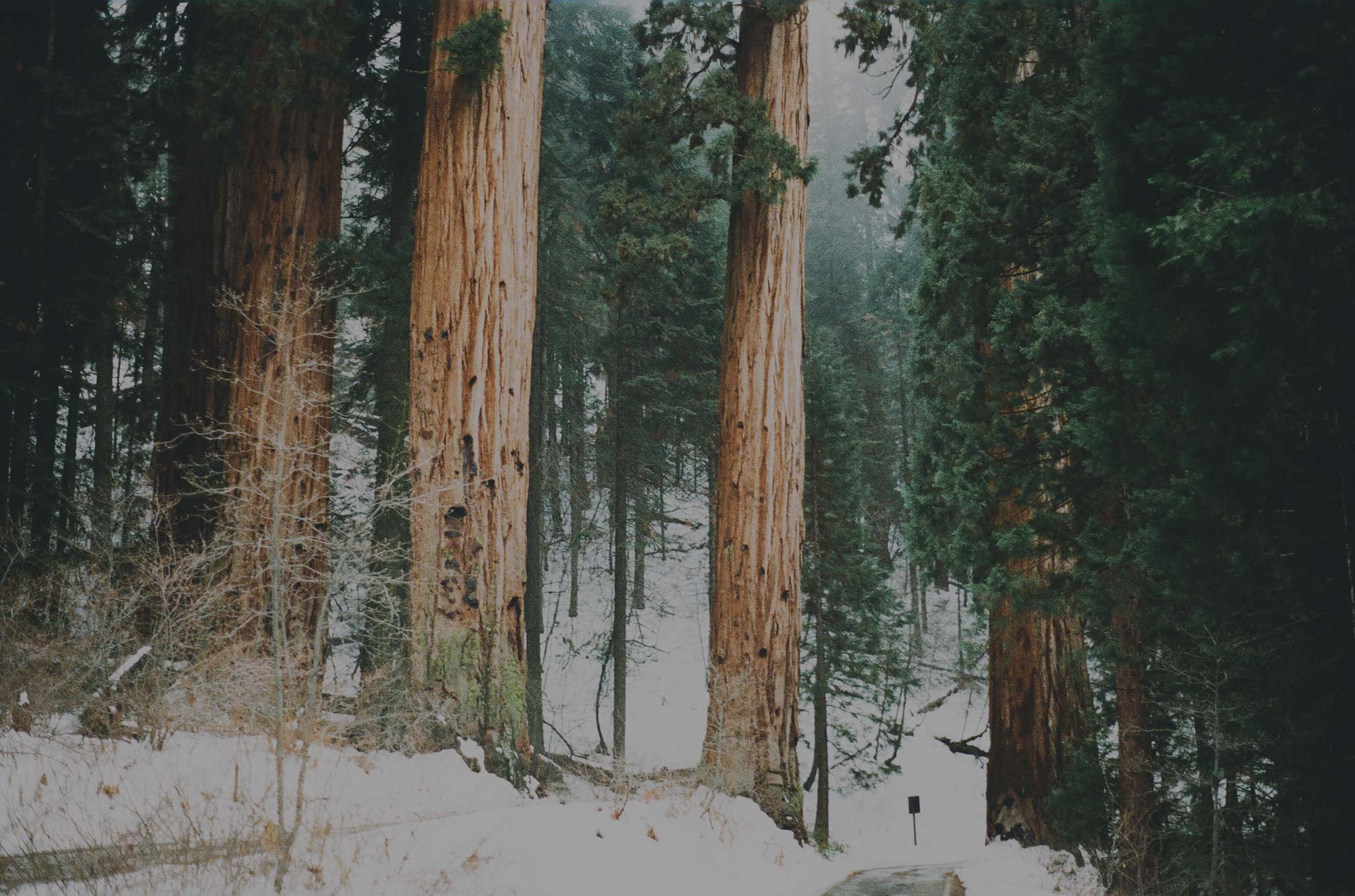 SequoiaBigs